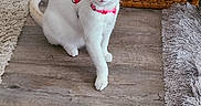 Mimi joined the competition — help win amazing prizes! alert, animal, cat, cozy, curious, domestic, flooring, furniture, green_plants, home, indoor, kitten, pet, pink_collar, plant_pot, rug, toy, white_cat, wicker_basket, wooden_floor