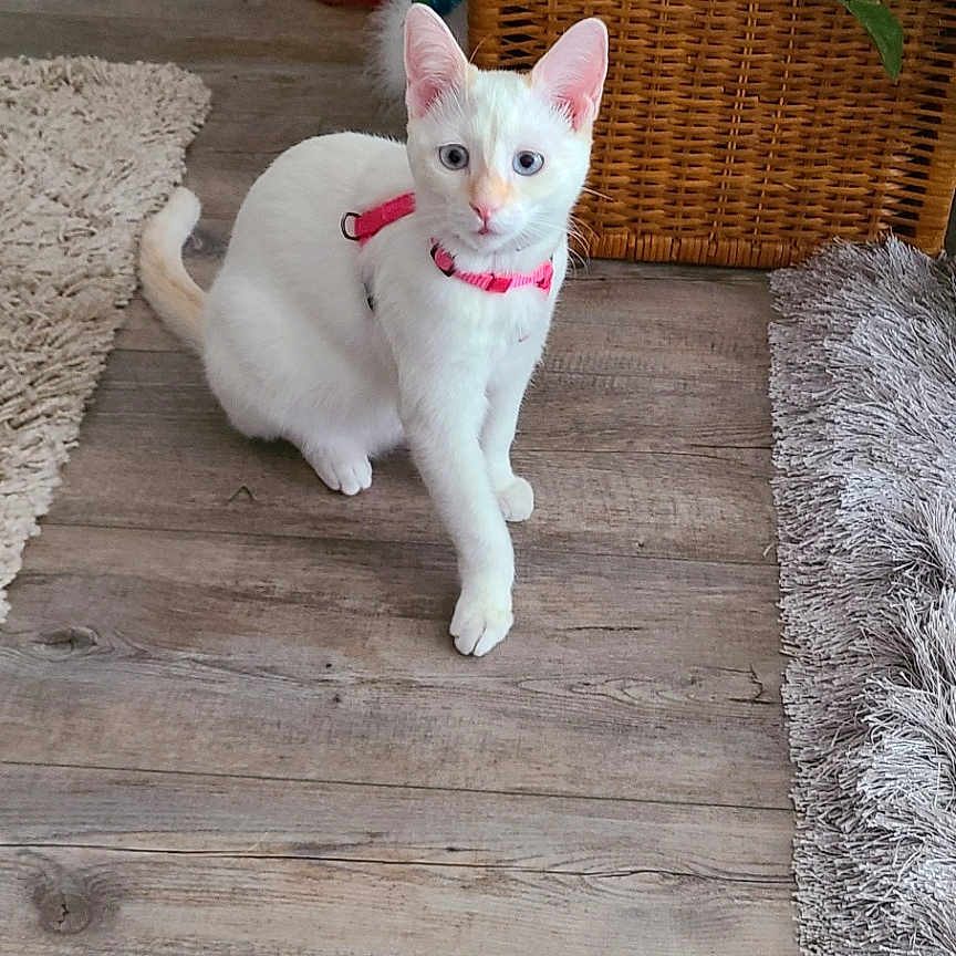 Mimi joined the competition — help win amazing prizes! cat, white_cat, pink_collar, indoor, wooden_floor, rug, wicker_basket, green_plants, pet, animal, curious, alert, flooring, home, furniture, cozy, domestic, kitten, plant_pot, toy
