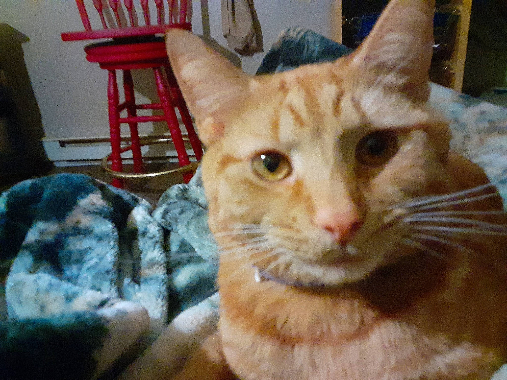 Dew is registered to the contest to win money with this photo: carnivore, cat, cat_supply, chair, claw, comfort, domestic_short_haired_cat, fawn, felidae, fur, paw, pet_supply, small_to_medium_sized_cats, snout, tail, whiskers, window, windsor_chair