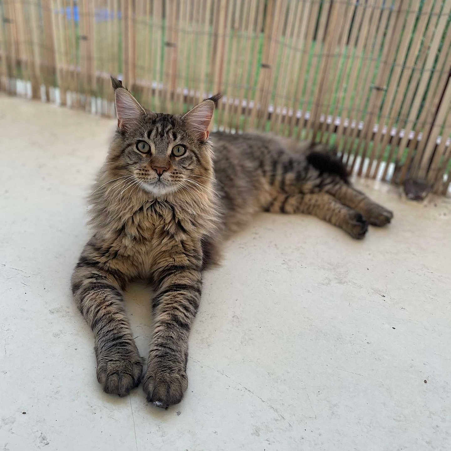 Salameche participe au concours pour gagner de l'argent avec cette photo : animal, background_blur, bamboo_fence, brown, cat, closeup, curious, ears, feline, floor, fluffy, indoor, laying, paws, pet, portrait, relaxed, striped, tabby, whiskers
