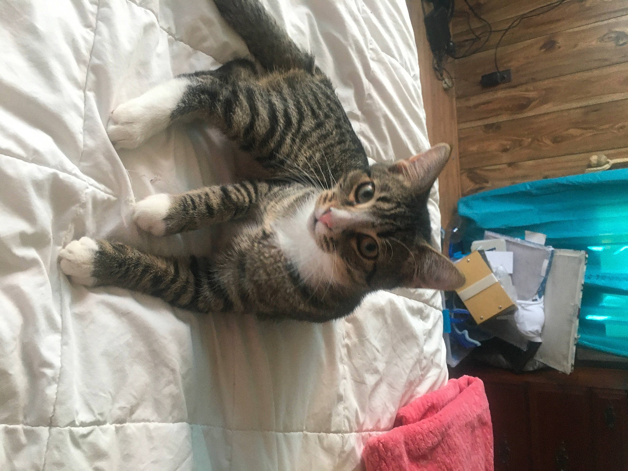 Bubby is registered to the contest to win money with this photo: bed, bedding, carnivore, cat, claw, comfort, domestic_short_haired_cat, duvet, felidae, fur, linens, nap, paw, room, small_to_medium_sized_cats, tail, whiskers, wood