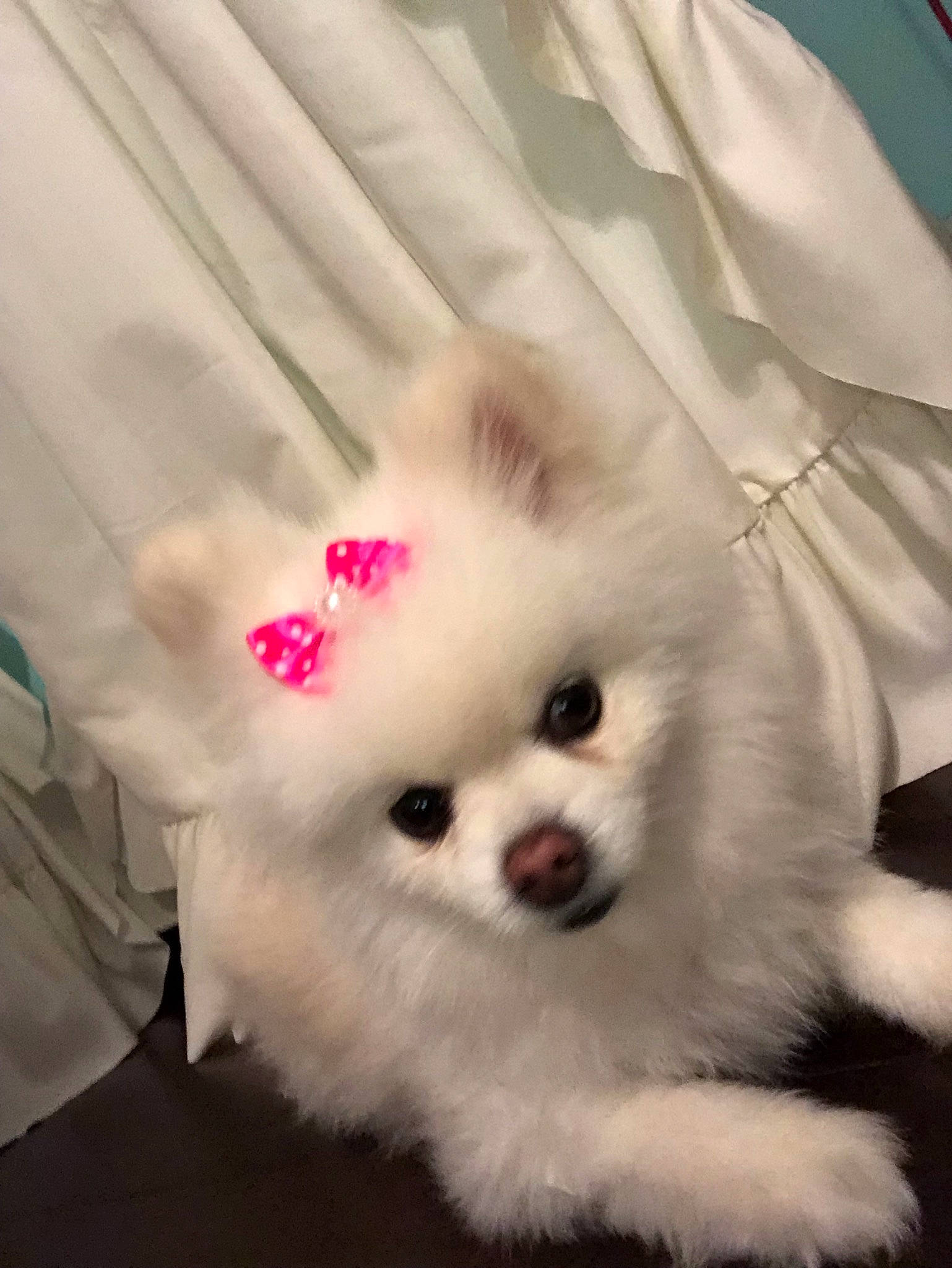 Gem is registered to the contest to win money with this photo: canidae, carnivore, companion_dog, dog, dog_breed, eye, german_spitz, german_spitz_klein, german_spitz_mittel, japanese_spitz, mammal, non_sporting_group, pomeranian, puppy, skin, snout, spitz, toy_dog, vertebrate, volpino_italiano