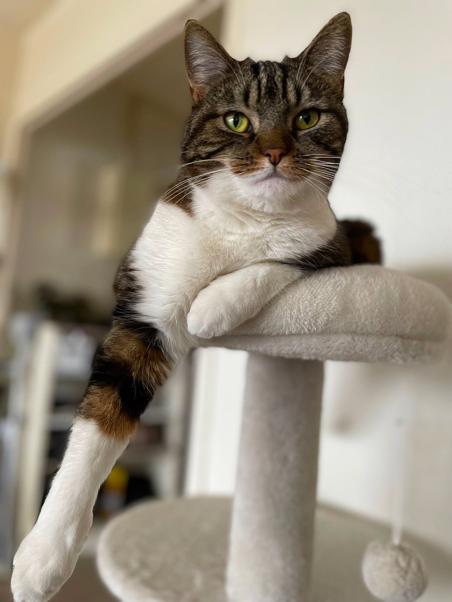 Sawyer participe au concours pour gagner de l'argent avec cette photo : carnivore, cat, cat_supply, domestic_short_haired_cat, eye, felidae, fur, paw, pet_supply, sitting, small_to_medium_sized_cats, snout, tail, terrestrial_animal, whiskers