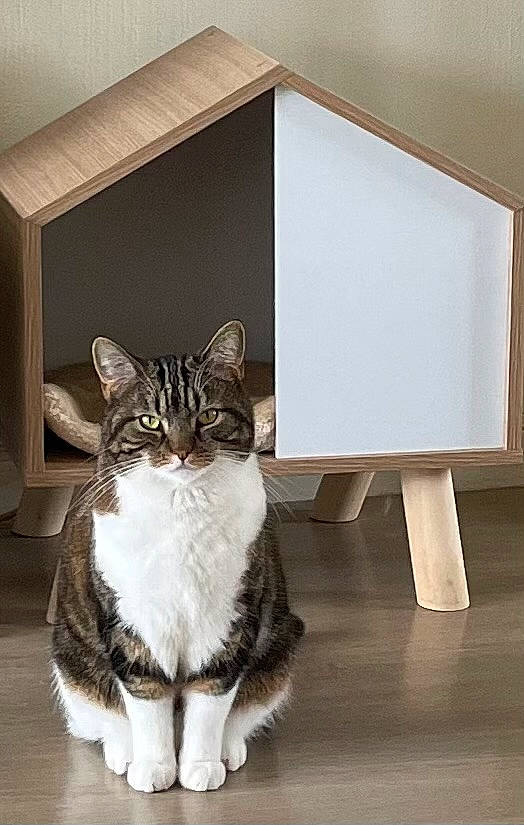 Sawyer participe au concours pour gagner de l'argent avec cette photo : box, carnivore, cat, comfort, domestic_short_haired_cat, door, felidae, flooring, fur, grey, hardwood, pet_supply, shelf, shelving, small_to_medium_sized_cats, snout, tail, whiskers, window, wood
