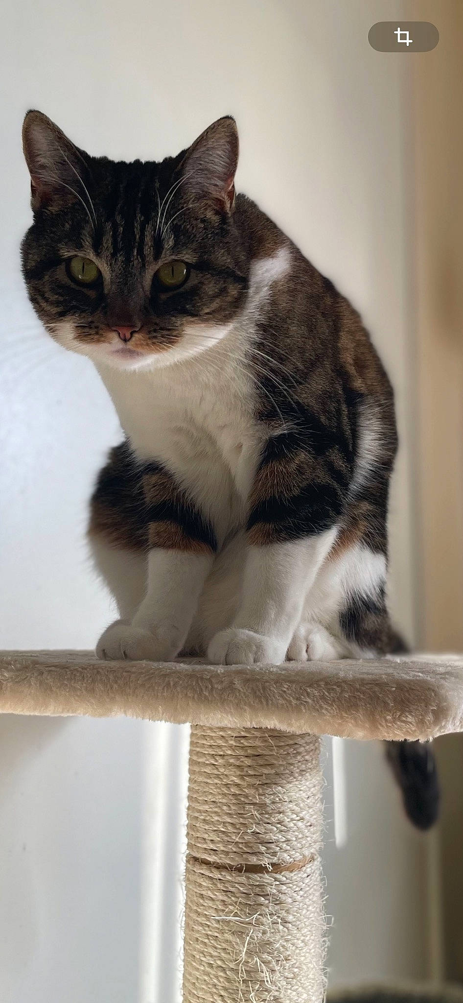 Sawyer participe au concours pour gagner de l'argent avec cette photo : carnivore, cat, cat_supply, domestic_short_haired_cat, felidae, fur, paw, pet_supply, small_to_medium_sized_cats, snout, tail, whiskers, wood