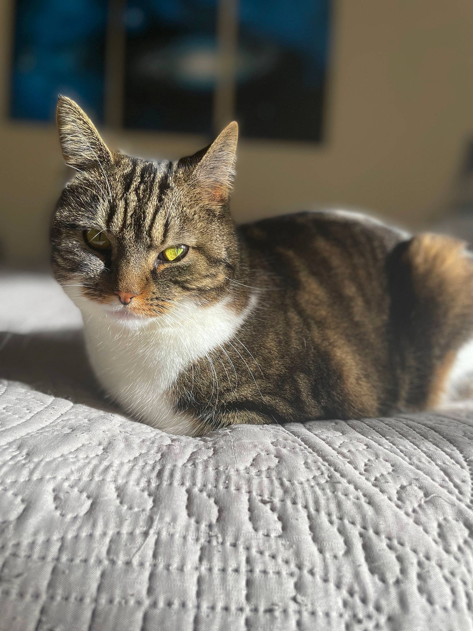 Sawyer participe au concours pour gagner de l'argent avec cette photo : carnivore, cat, cat_furniture, cat_supply, close_up, comfort, domestic_short_haired_cat, felidae, fur, grey, paw, small_to_medium_sized_cats, snout, terrestrial_animal, tree, whiskers