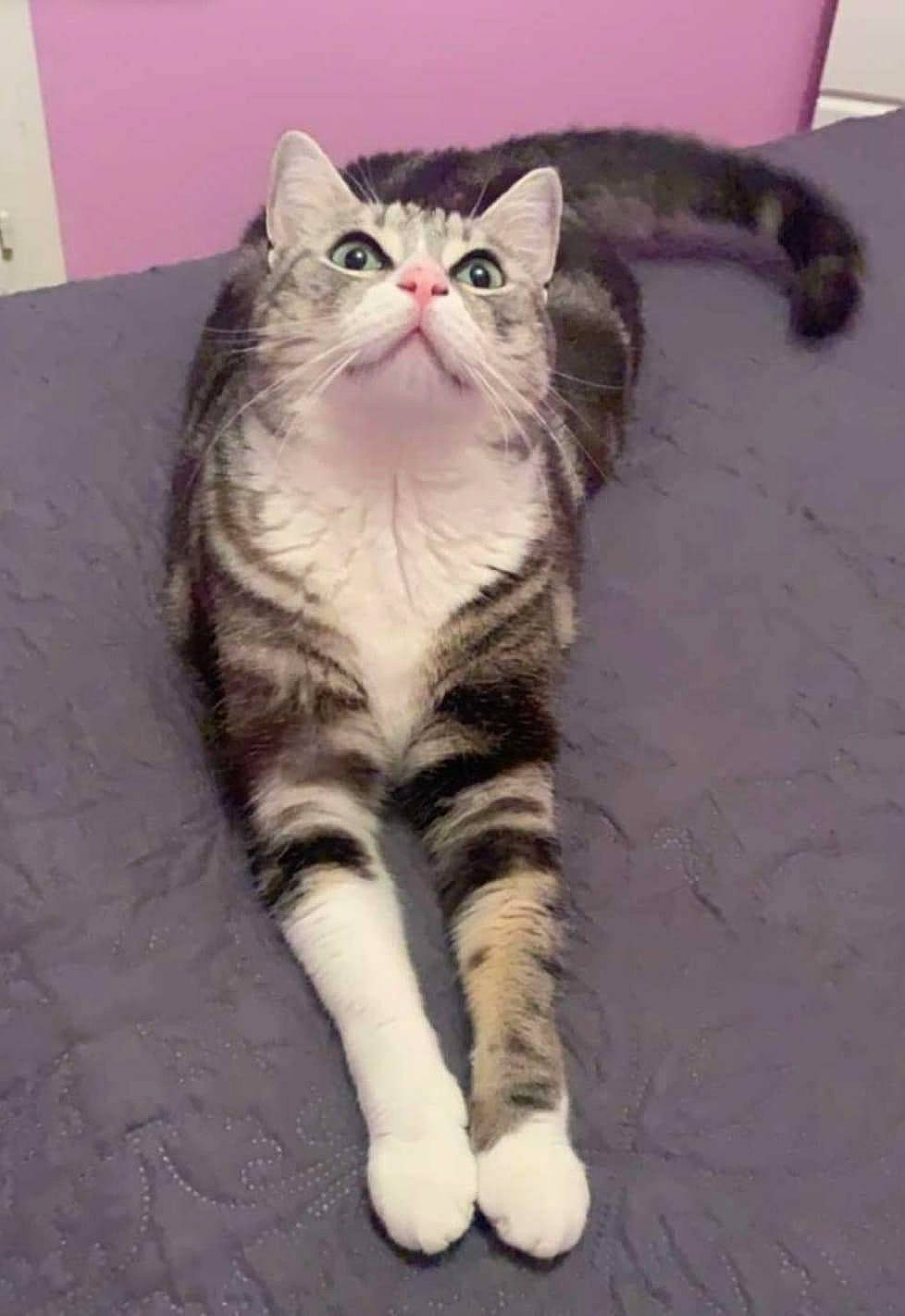 Sweety a rejoint le concours — aidez-le/la à gagner de superbes lots ! carnivore, cat, claw, comfort, domestic_short_haired_cat, felidae, flooring, foot, fur, paw, small_to_medium_sized_cats, snout, tail, terrestrial_animal, toe, whiskers