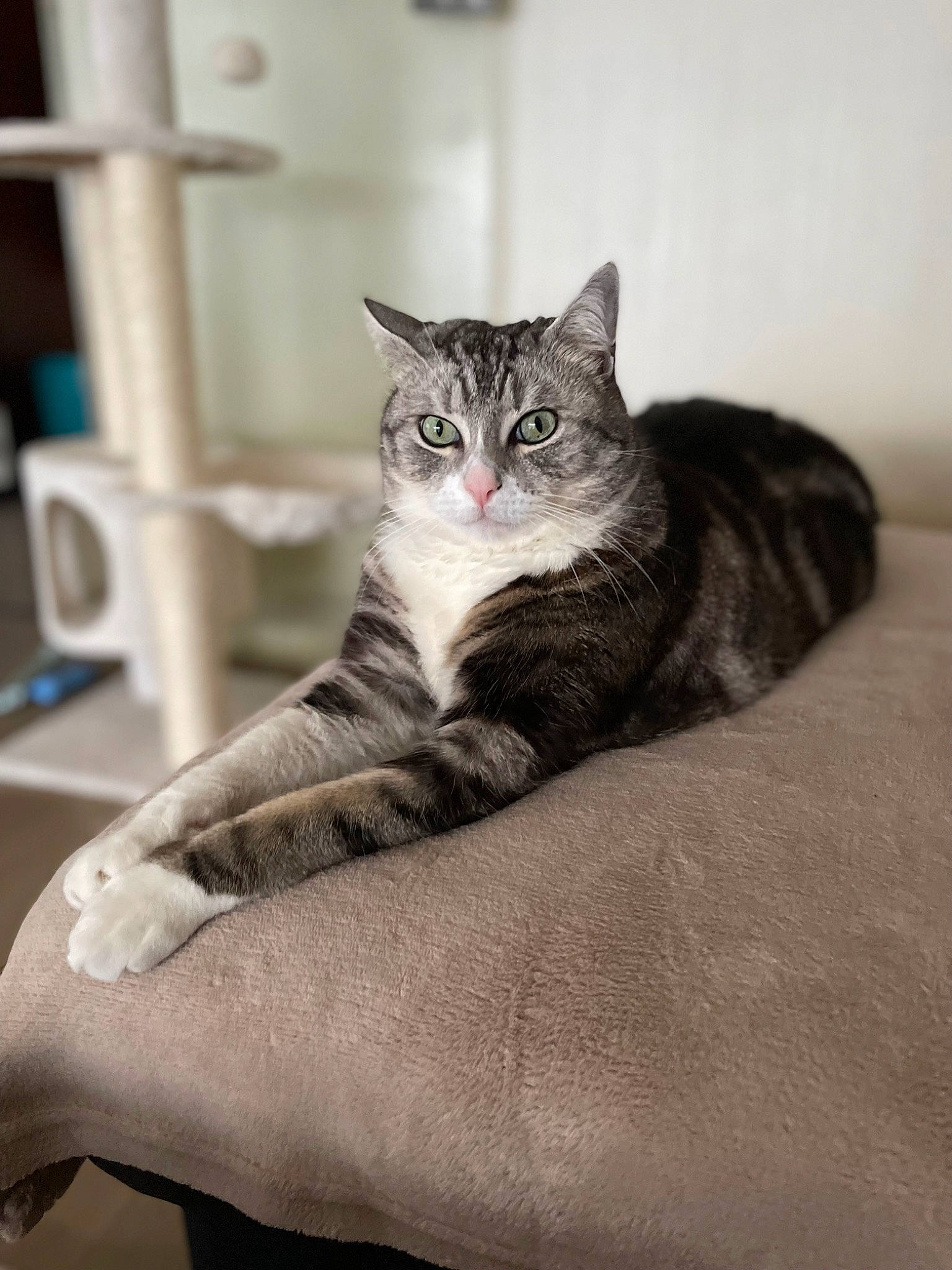 Sweety a rejoint le concours — aidez-le/la à gagner de superbes lots ! carnivore, cat, claw, comfort, domestic_short_haired_cat, felidae, fur, grey, paw, room, sitting, small_to_medium_sized_cats, snout, tail, terrestrial_animal, whiskers, window