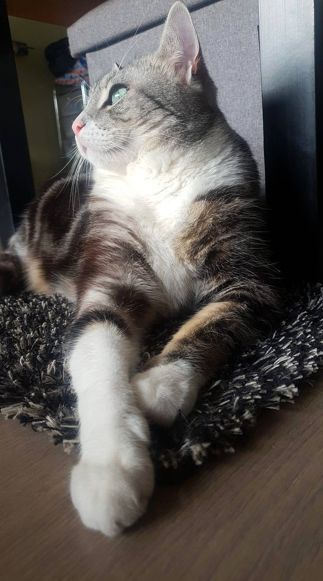 Sweety participe au concours pour gagner de l'argent avec cette photo : carnivore, cat, claw, domestic_short_haired_cat, felidae, fur, grey, paw, sitting, small_to_medium_sized_cats, snout, tail, whiskers