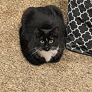 Kitty is registered to the contest to win money with this photo: cat, tuxedo_cat, black_cat, white_chest, whiskers, carpet, indoor, pet, feline, sitting, looking, curious, patterned_fabric, black_and_white, animal, cute, domestic_cat, fur, eyes, resting