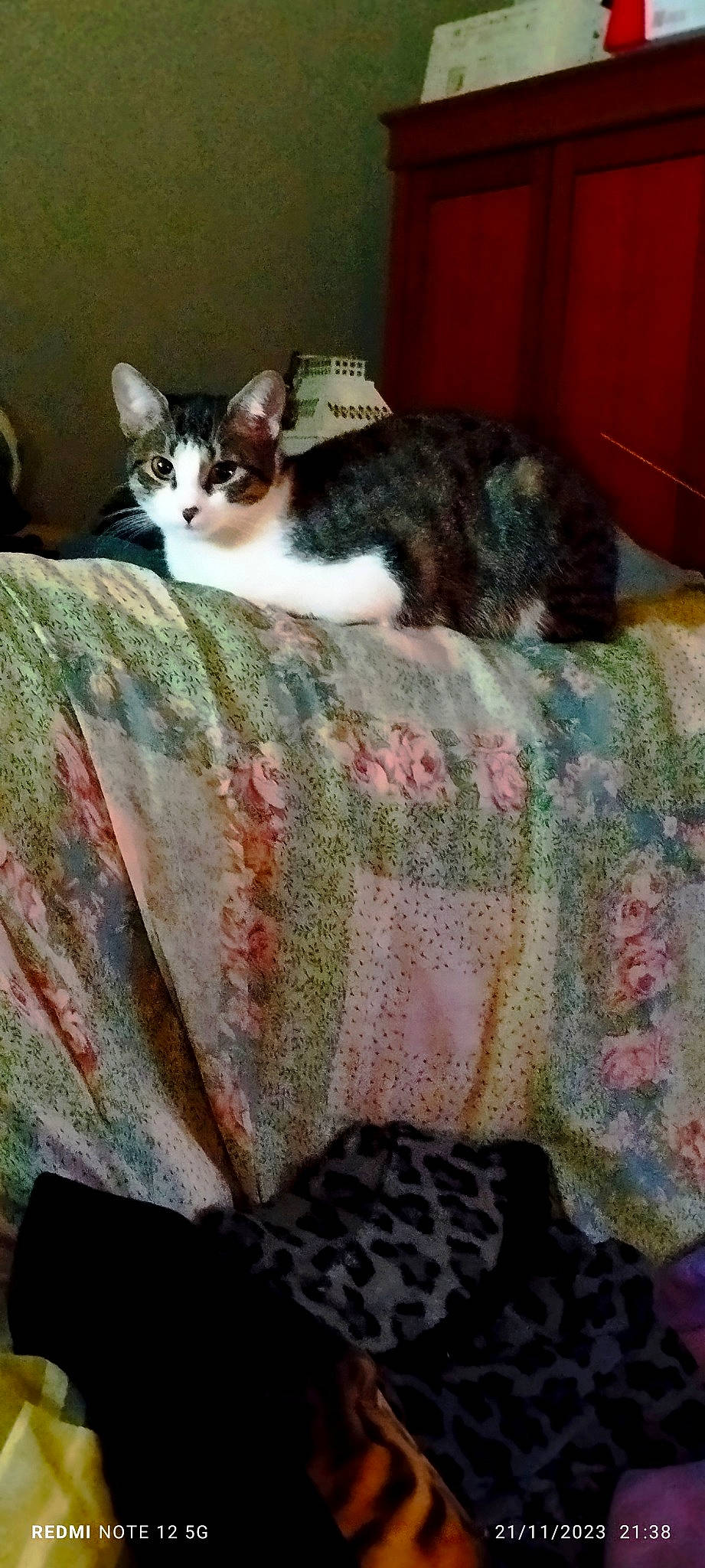 Sirocco a rejoint le concours — aidez-le/la à gagner de superbes lots ! bedding, blanket, carnivore, cat, cat_supply, comfort, domestic_short_haired_cat, felidae, fur, grass, linens, nap, paw, sitting, small_to_medium_sized_cats, snout, tail, terrestrial_animal, whiskers, wood