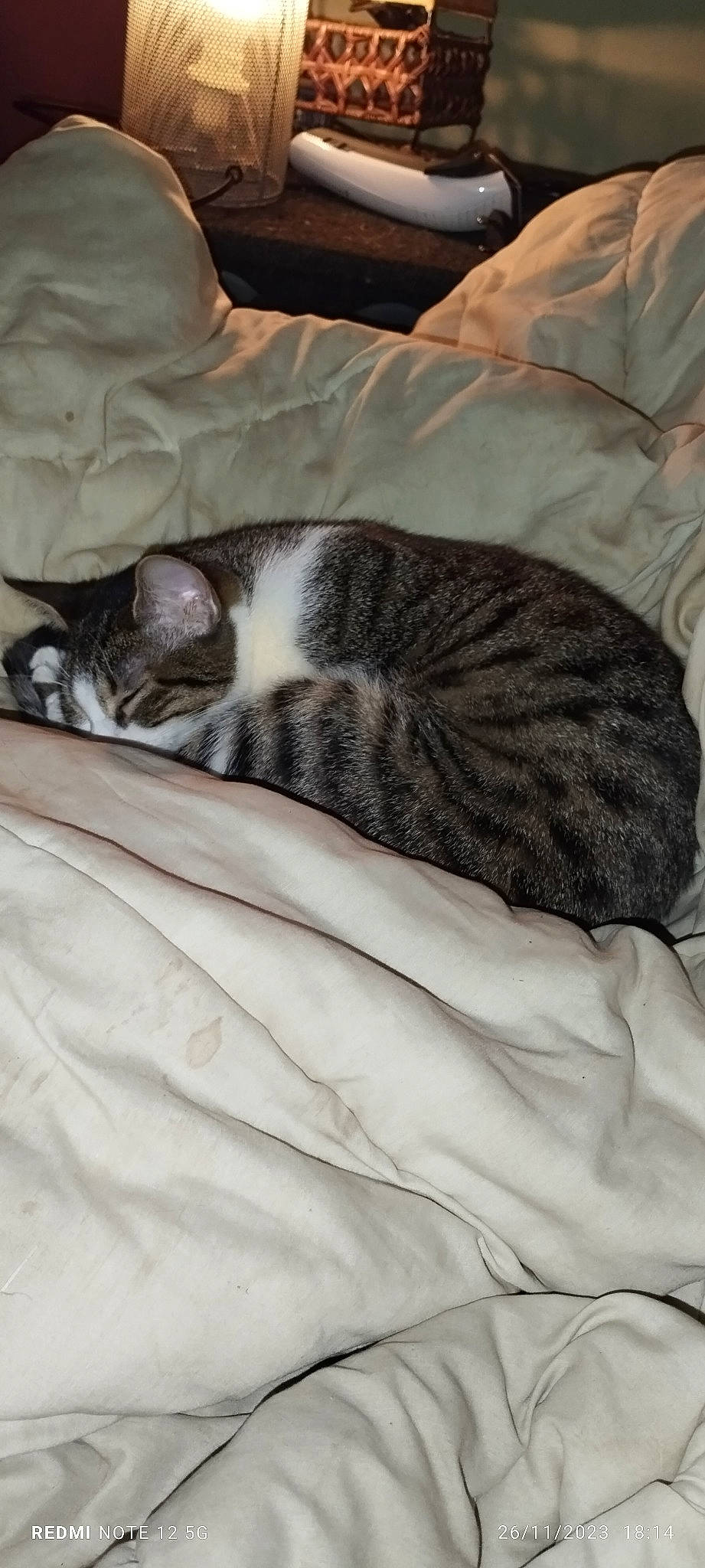 Sirocco a rejoint le concours — aidez-le/la à gagner de superbes lots ! bedding, carnivore, cat, comfort, domestic_short_haired_cat, duvet, felidae, flooring, fur, grey, hardwood, linens, nap, pattern, small_to_medium_sized_cats, snout, tail, terrestrial_animal, whiskers, wood