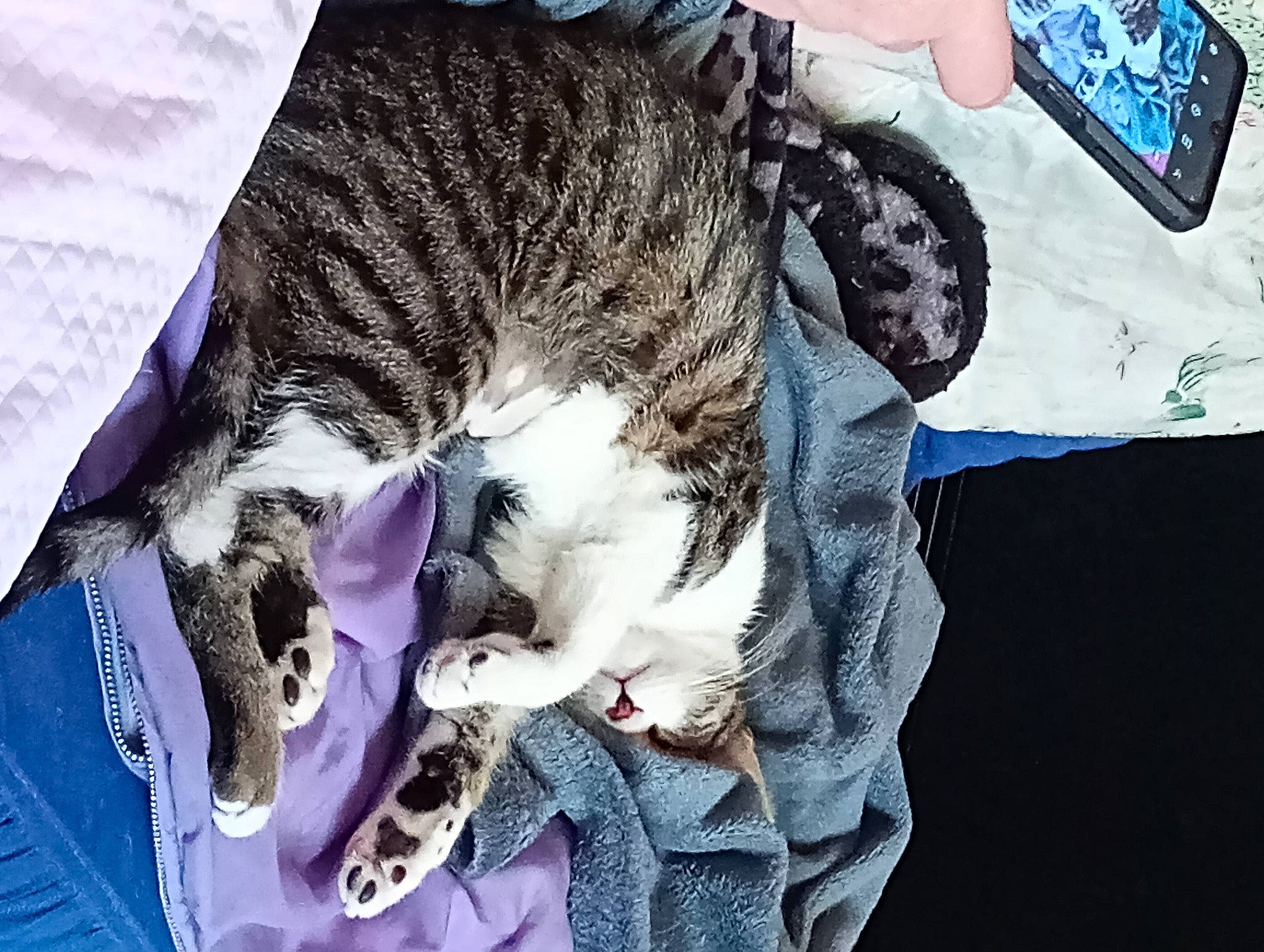 Sirocco participe au concours pour gagner de l'argent avec cette photo : canidae, carnivore, cat, claw, collar, comfort, dog_breed, domestic_short_haired_cat, electric_blue, fang, felidae, fur, nap, paw, sleep, small_to_medium_sized_cats, snout, tail, whiskers