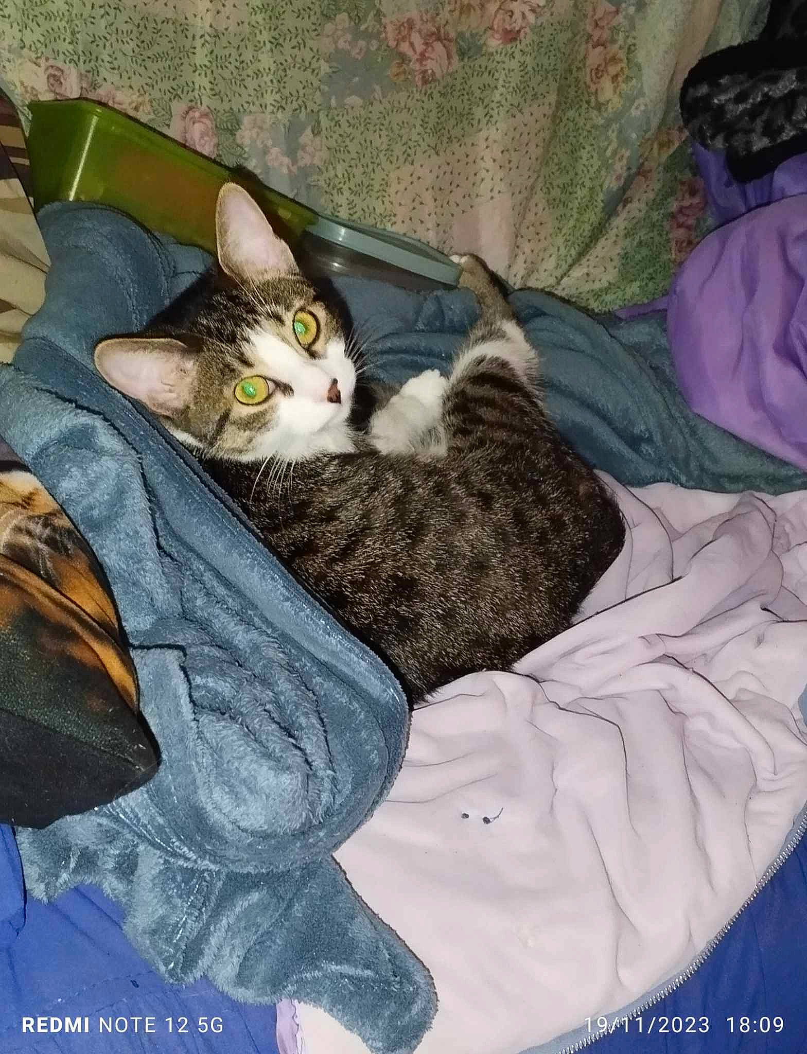 Sirocco participe au concours pour gagner de l'argent avec cette photo : art, carnivore, cat, comfort, domestic_short_haired_cat, drawing, felidae, fur, grey, illustration, linens, nap, painting, paw, sitting, small_to_medium_sized_cats, tail, textile, whiskers, wood