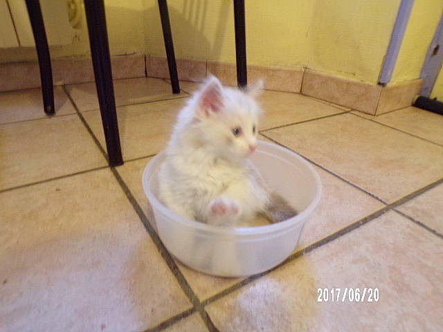 Nanou participe au concours pour gagner de l'argent avec cette photo : animal_shelter, carnivore, cat, cat_supply, companion_dog, domestic_short_haired_cat, fawn, felidae, floor, flooring, fur, hardwood, paw, pet_supply, small_to_medium_sized_cats, snout, tail, tile_flooring, whiskers, wood