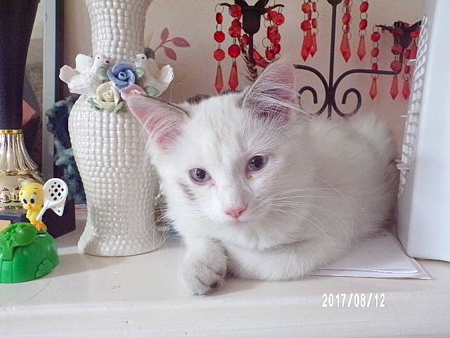 Nanou a rejoint le concours — aidez-le/la à gagner de superbes lots ! carnivore, cat, cat_supply, creative_arts, domestic_short_haired_cat, fawn, felidae, fur, paw, serveware, small_to_medium_sized_cats, tail, whiskers