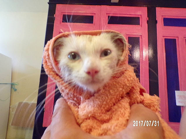 Nanou participe au concours pour gagner de l'argent avec cette photo : carnivore, cat, claw, domestic_short_haired_cat, eye, eyelash, fawn, felidae, fur, paw, room, small_to_medium_sized_cats, snout, stuffed_toy, tail, textile, toy, whiskers, wool, woolen