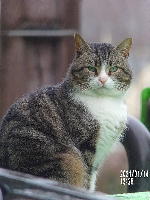 Ptit Prince participe au concours pour gagner de l'argent avec cette photo : art, carnivore, cat, domestic_short_haired_cat, felidae, fur, grass, paw, photo_caption, small_to_medium_sized_cats, tail, terrestrial_animal, whiskers, wildlife, window