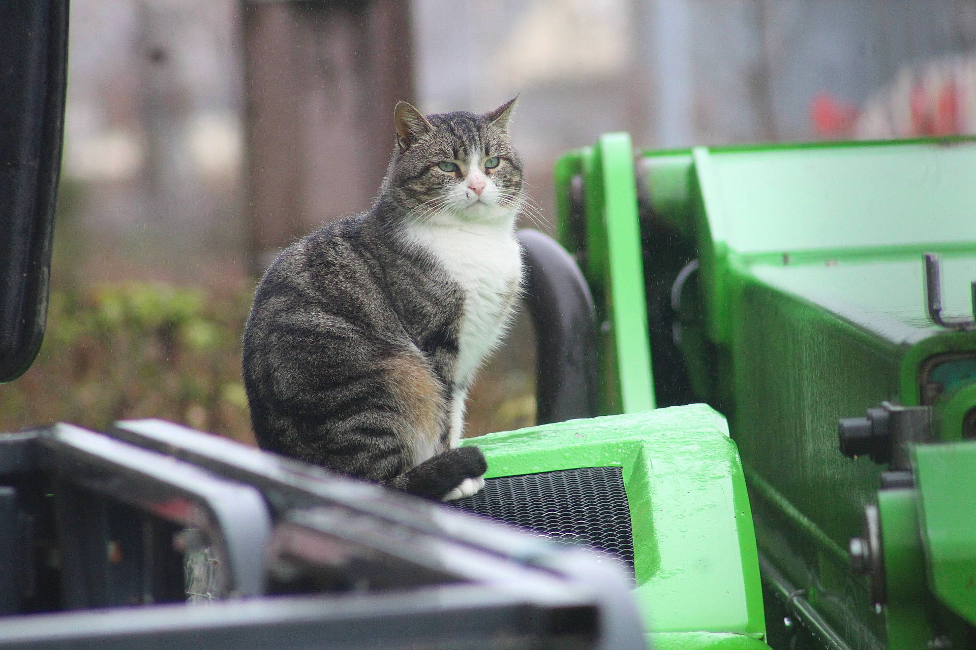 Ptit Prince a rejoint le concours — aidez-le/la à gagner de superbes lots ! auto_part, automotive_exterior, automotive_tire, automotive_wheel_system, automotive_window_part, carnivore, cat, domestic_short_haired_cat, felidae, fur, gas, grass, machine, metal, motor_vehicle, small_to_medium_sized_cats, tail, terrestrial_animal, whiskers, windshield