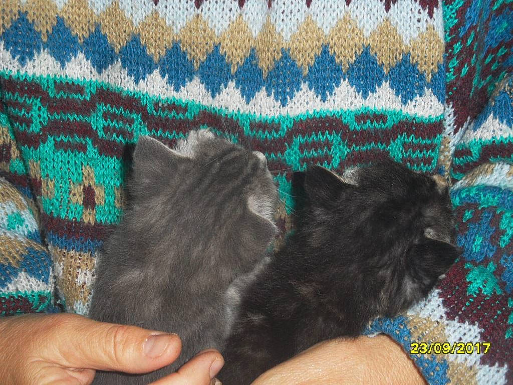 Ptit Prince a rejoint le concours — aidez-le/la à gagner de superbes lots ! black_cat, blue, carnivore, cat, cat_supply, claw, comfort, domestic_short_haired_cat, electric_blue, felidae, fur, nail, pattern, small_to_medium_sized_cats, tail, thread, whiskers, wool, woolen, woven_fabric