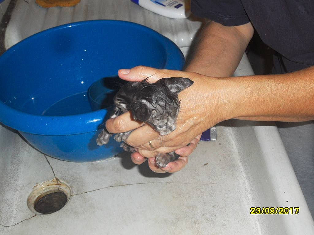 Ptit Prince participe au concours pour gagner de l'argent avec cette photo : arm, auto_part, automotive_tire, automotive_wheel_system, calf, canidae, carnivore, companion_dog, dog, dog_breed, elbow, foot, hand, human_leg, nail, paw, sporting_group, thigh, working_animal, wrist