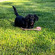 Wednesday joined the competition — help win amazing prizes! animal, black_dog, canine, daylight, dog, floppy_ears, grass, greenery, lawn, nature, outdoor, pet, playful, relaxed, rope_toy, shadow, summer, sunlight, tongue_out, toy