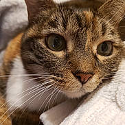 Pookie is registered to the contest to win money with this photo: cat, tabby, close_up, pet, whiskers, fur, eyes, animal, cute, indoor, blanket, cozy, resting, soft_texture, portrait, mammal, feline, domestic_animal, warm_lighting, curious