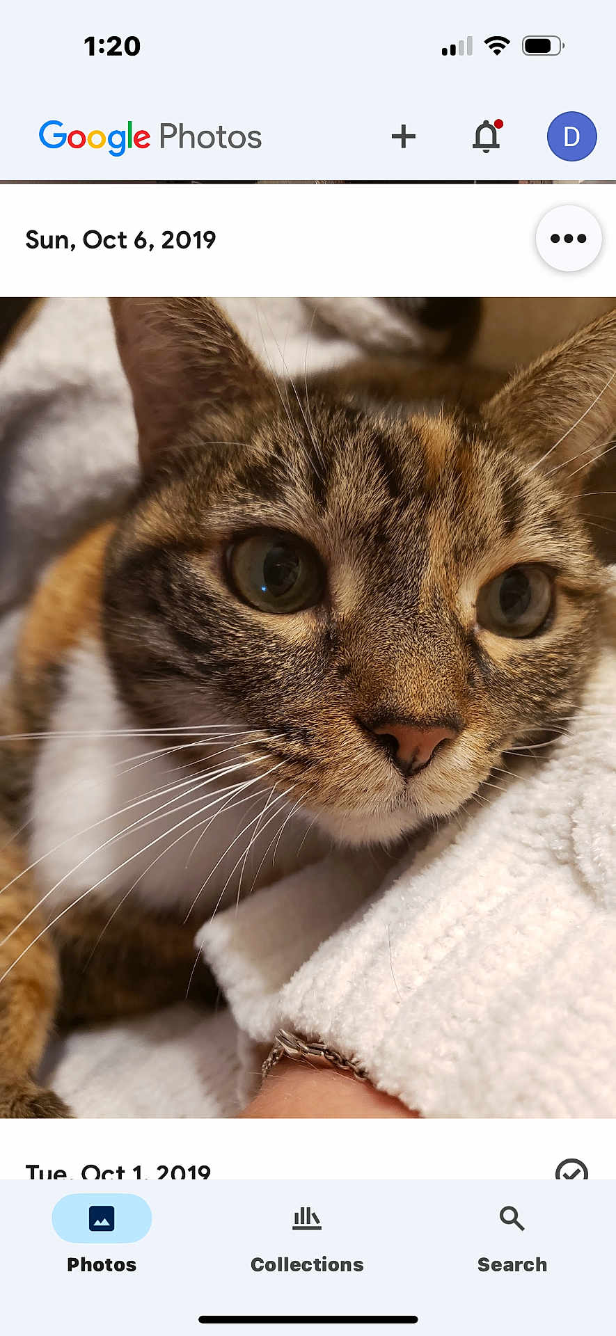 Pookie is registered to the contest to win money with this photo: cat, tabby, close_up, pet, whiskers, fur, eyes, animal, cute, indoor, blanket, cozy, resting, soft_texture, portrait, mammal, feline, domestic_animal, warm_lighting, curious