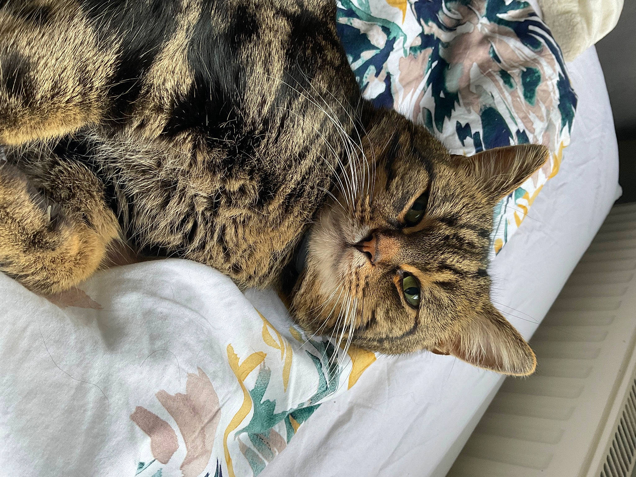 Maxi is registered to the contest to win money with this photo: carnivore, cat, claw, comfort, domestic_short_haired_cat, felidae, fur, paw, small_to_medium_sized_cats, snout, whiskers