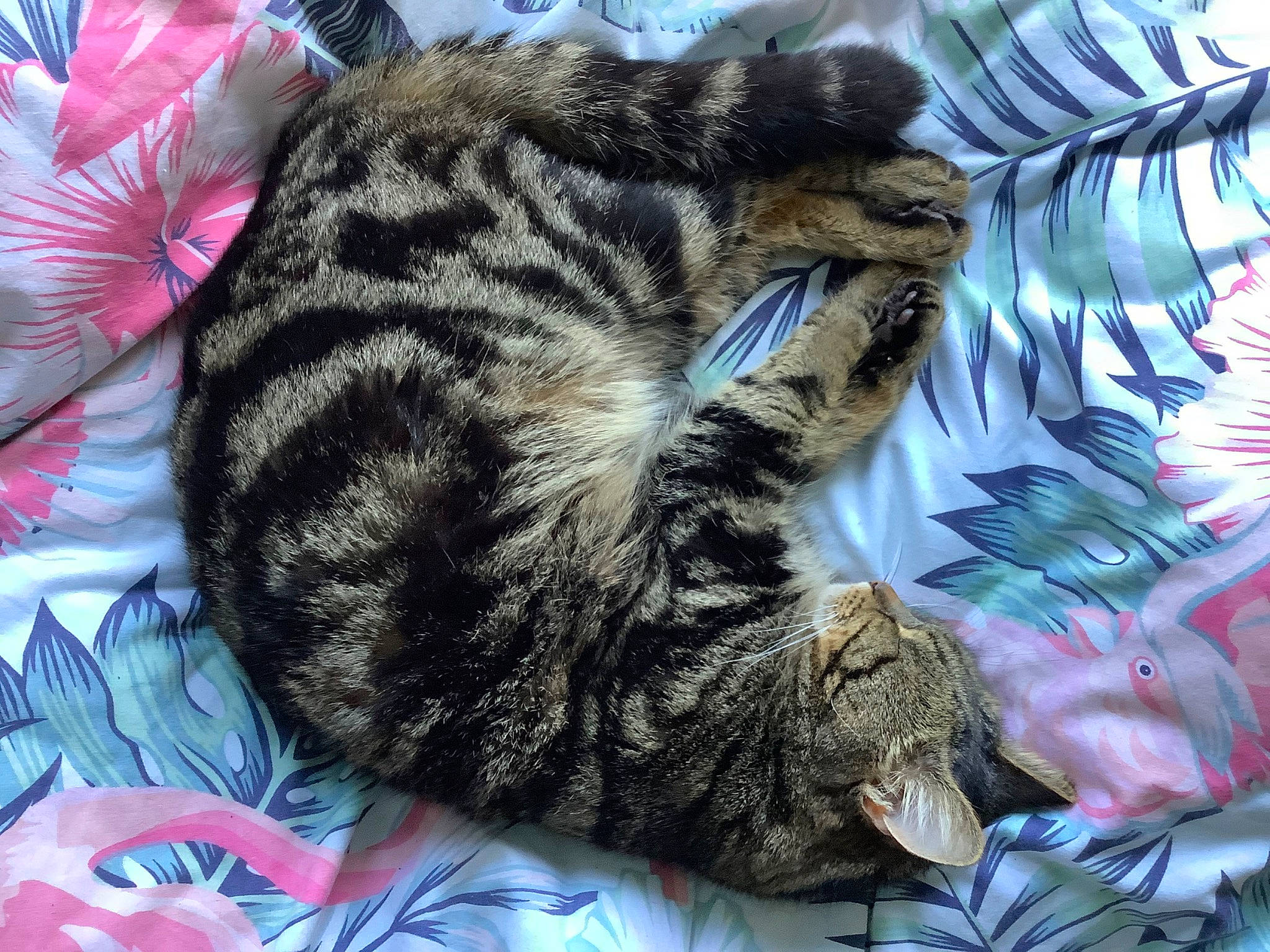 Maxi is registered to the contest to win money with this photo: carnivore, cat, comfort, domestic_short_haired_cat, felidae, fur, grass, nap, natural_material, paw, sleep, small_to_medium_sized_cats, snout, tail, terrestrial_animal, whiskers