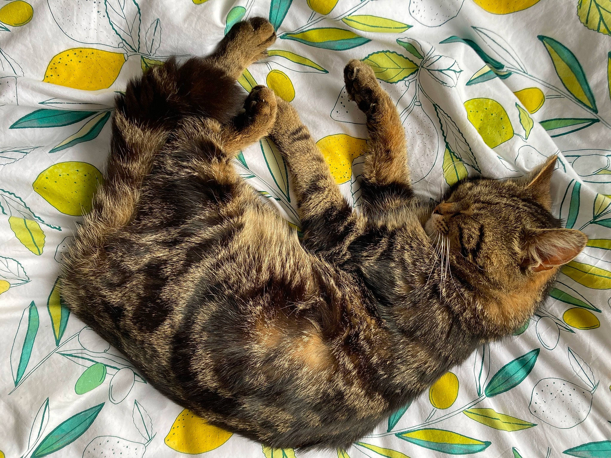 Maxi joined the competition — help win amazing prizes! carnivore, cat, claw, comfort, domestic_short_haired_cat, felidae, fur, nap, paw, small_to_medium_sized_cats, tail, whiskers