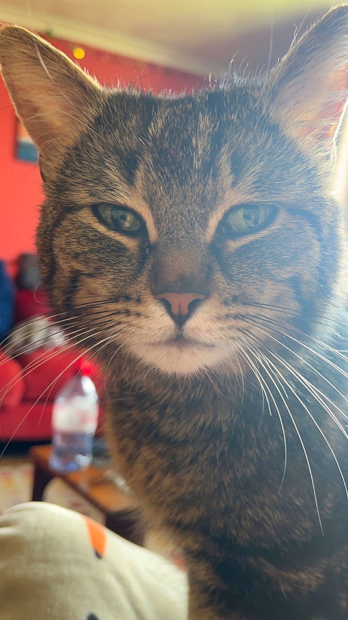 Maxi is registered to the contest to win money with this photo: carnivore, cat, domestic_short_haired_cat, ear, electric_blue, felidae, fur, paw, small_to_medium_sized_cats, snout, water_bottle, whiskers