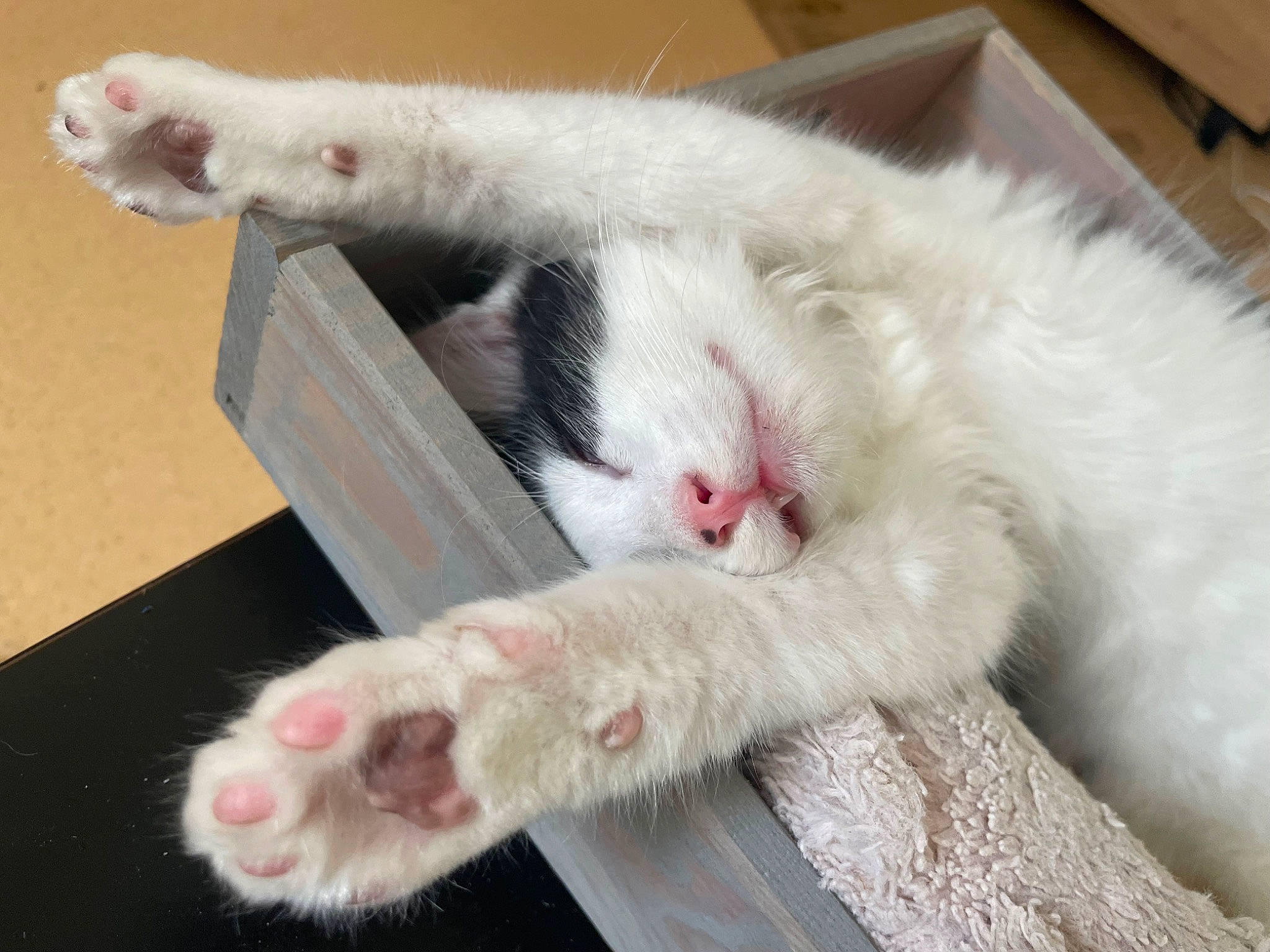 Stark participe au concours pour gagner de l'argent avec cette photo : carnivore, cat, claw, comfort, domestic_short_haired_cat, felidae, foam, foot, fur, paw, small_to_medium_sized_cats, snout, tail, whiskers