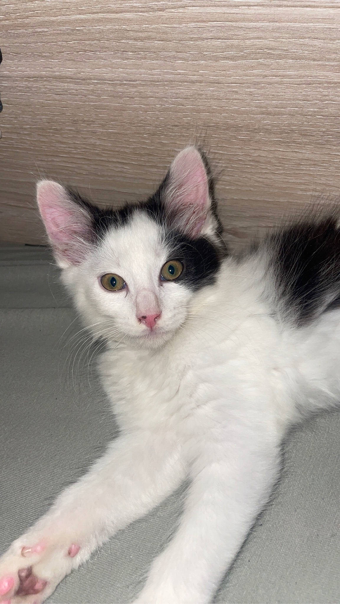 Stark participe au concours pour gagner de l'argent avec cette photo : carnivore, cat, claw, comfort, domestic_short_haired_cat, felidae, foot, fur, iris, paw, sitting, small_to_medium_sized_cats, snout, tail, terrestrial_animal, whiskers