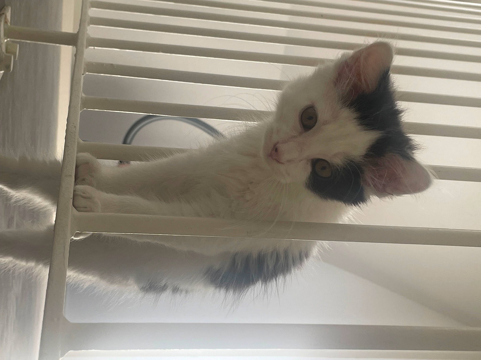 Stark a rejoint le concours — aidez-le/la à gagner de superbes lots ! balinese, carnivore, cat, domestic_short_haired_cat, fawn, felidae, fur, line, paw, small_to_medium_sized_cats, snout, tail, whiskers