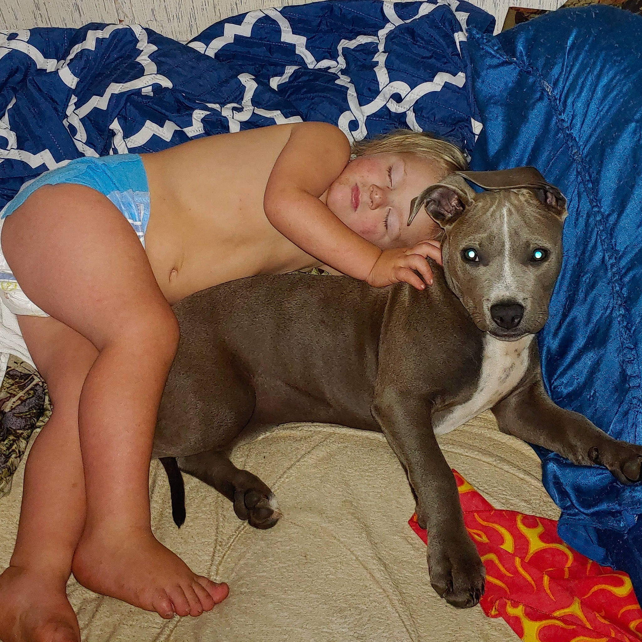 Xena Rose joined the competition — help win amazing prizes! american_hairless_terrier, azawakh, canidae, carnivore, chippiparai, dog, dog_breed, fawn, galgo_espanol, greyhound, hortaya_borzaya, italian_greyhound, lurcher, mammal, mudhol_hound, peruvian_hairless_dog, sighthound, toy_dog, vertebrate, whippet