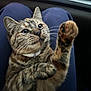 cat, tabby_cat, paw, whiskers, collar, pet, animal, feline, close_up, lap, human_leg, indoor, cute, playful, fur, eyes, domestic_animal, mammal, resting, gesture