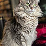cat, fluffy, green_eyes, portrait, indoor, feline, animal, pet, whiskers, fur, closeup, sitting, mammal, domestic_animal, cute, soft_light, background_blur, tabby, long_hair, focused