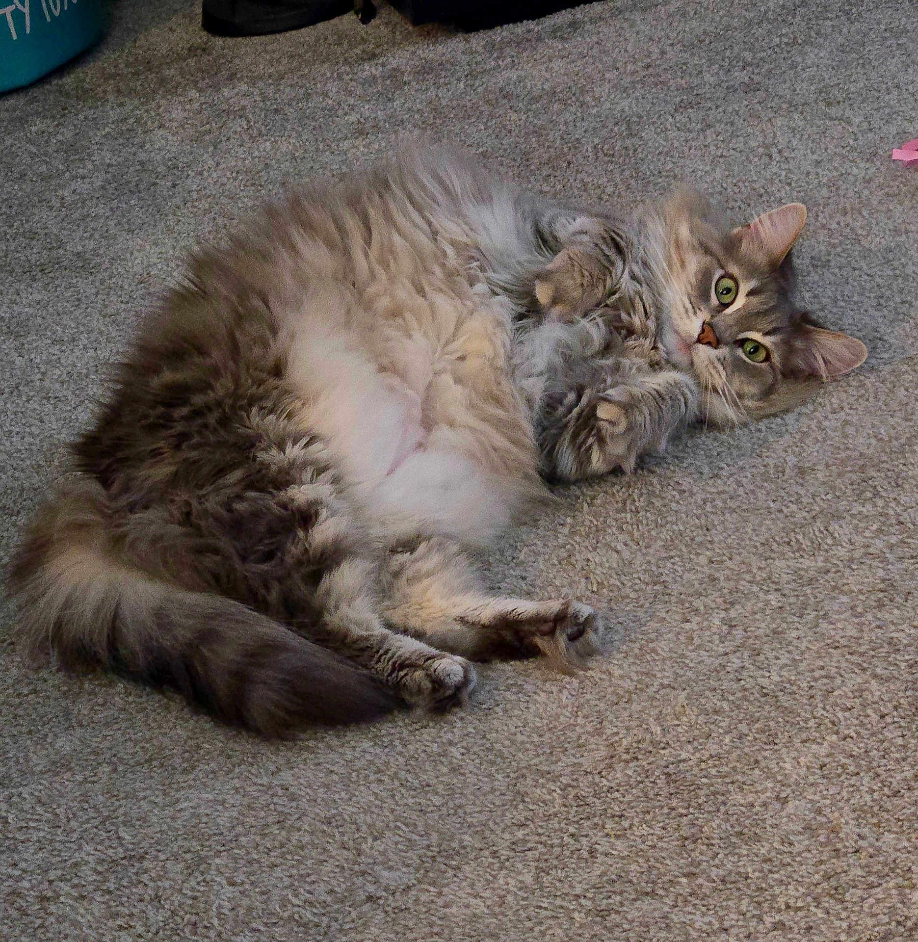 Josie