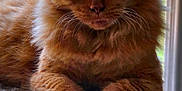 Josie is registered to the contest to win money with this photo: cat, ginger_cat, feline, pet, fluffy, green_eyes, perch, indoor, window, natural_light, relaxed, close_up, animal, whiskers, paws, fur, portrait, mammal, cute, domestic_cat