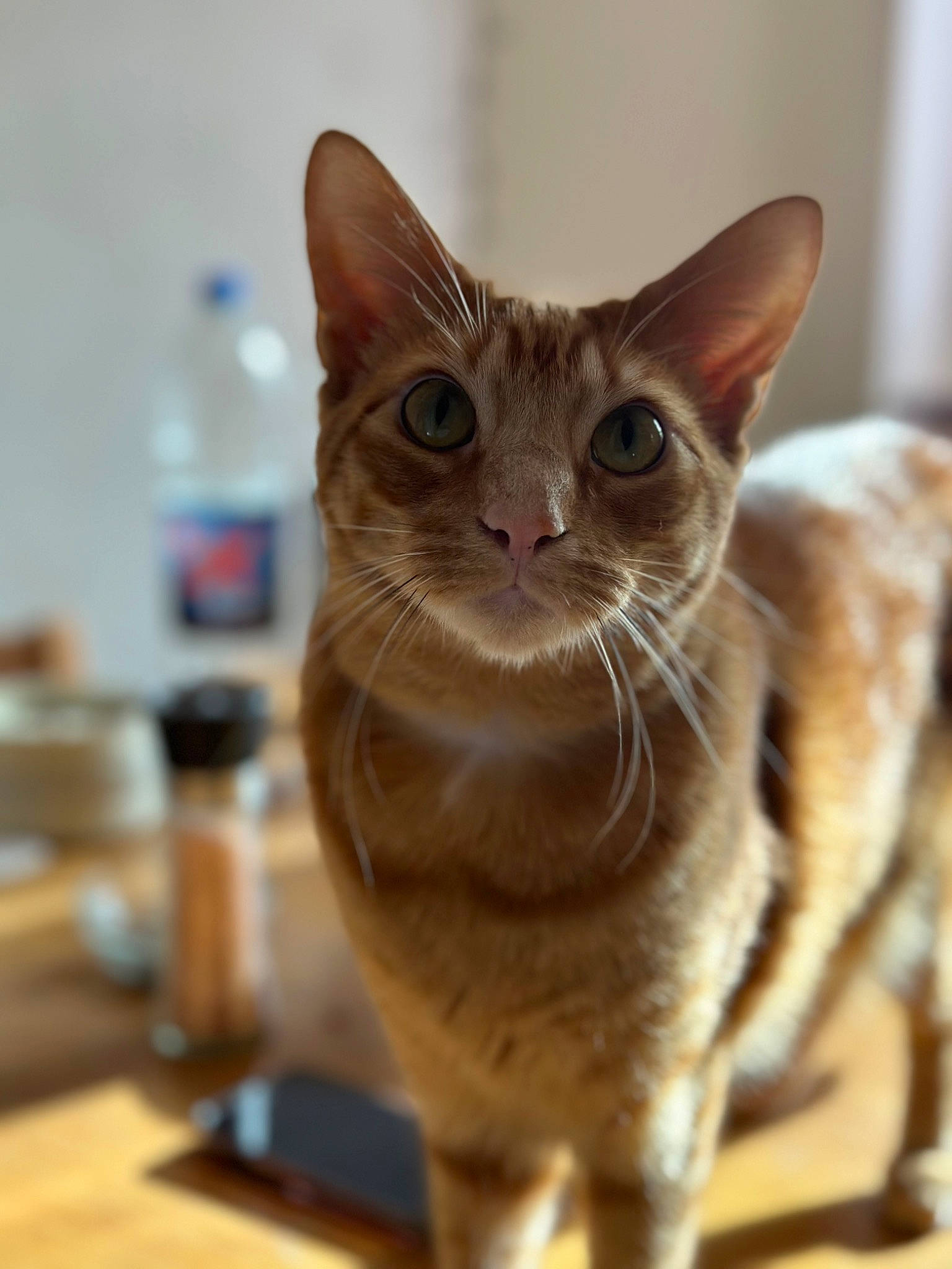 Rambo joined the competition — help win amazing prizes! bottle, carnivore, cat, domestic_short_haired_cat, fawn, felidae, fur, small_to_medium_sized_cats, water_bottle, whiskers, wood