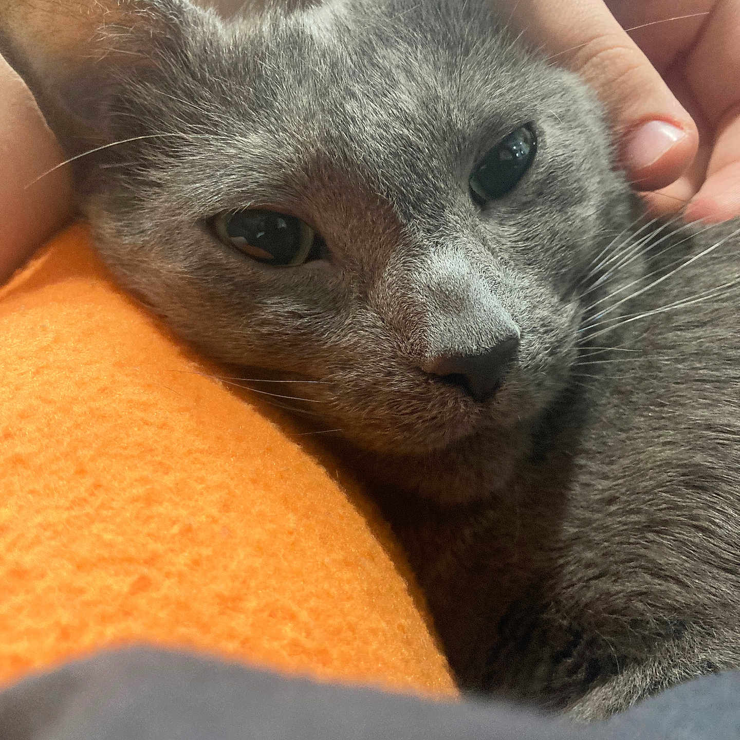 Spoon joined the competition — help win amazing prizes! abyssinian, animal, blanket, bodypart, cat, citrusfruit, couch, finger, food, fruit, furniture, kitten, manx, orange, person, pet, plant, produce, siamese, sleeping