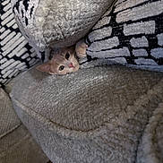 Fir joined the competition — help win amazing prizes! animal, cat, couch, cozy, curious, cushion, cute, fur, furniture, home, indoor, peek, pet, pillows, relaxing, resting, snug, soft, texture, whiskers