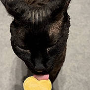 Cleo is registered to the contest to win money with this photo: adorable, animal, black_cat, cat, close_up, cute, domestic_cat, ears, feline, floor, focused, fur, heart_shaped_treat, indoor, licking, pet, playful, snack, tongue, whiskers