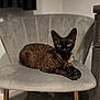 Cleo is registered to the contest to win money with this photo: animal, black_cat, cat, chair, close_up, curly_fur, devon_rex, domestic_cat, feline, furniture, golden_legs, gray_chair, home, indoor, legs, looking_at_camera, modern_furniture, pet, portrait, relaxed