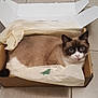 Bounty participe au concours pour gagner de l'argent avec cette photo : bag, box, cardboard, carnivore, carton, cat, cat_supply, comfort, domestic_short_haired_cat, fawn, felidae, linens, packaging_and_labeling, paper_product, pet_supply, rectangle, shipping_box, small_to_medium_sized_cats, tail, whiskers