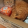 animal, cardboard_box, cat, cozy, cute, domestic, ears, face, feline, fur, home, indoor, orange_tabby, package, paw, pet, relaxed, resting, sleepy, whiskers