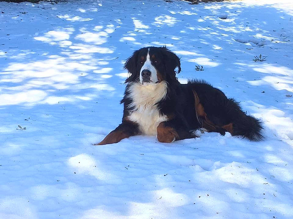 Joyce participe au concours pour gagner de l'argent avec cette photo : bernese_mountain_dog, canidae, carnivore, companion_dog, dog, dog_breed, english_shepherd, giant_dog_breed, greater_swiss_mountain_dog, landseer, mammal, moscow_watchdog, snow, sporting_group, st_bernard, vertebrate, winter, working_dog