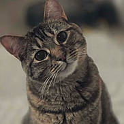 Isla is registered to the contest to win money with this photo: cat, tabby, pet, animal, feline, curious, whiskers, ears, fur, sitting, indoor, closeup, portrait, cute, eyes, striped, mammal, soft, domestic, head_tilt