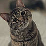 cat, tabby, pet, animal, feline, curious, whiskers, ears, fur, sitting, indoor, closeup, portrait, cute, eyes, striped, mammal, soft, domestic, head_tilt